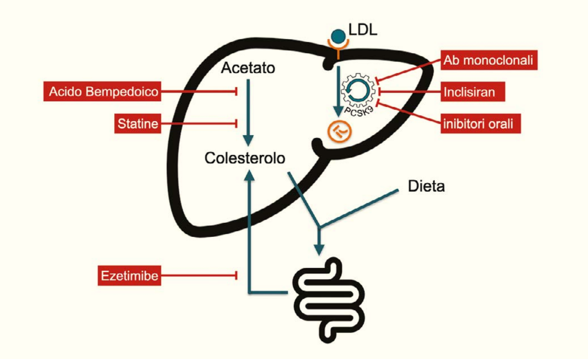 Schema del metabolismo epatico del colesterolo: nel fegato l'acetato viene convertito in colesterolo, mentre le LDL circolanti sono captate dal recettore LDL, la cui degradazione è promossa da PCSK9. Le frecce rosse indicano i punti di blocco dei farmaci: acido bempedoico e statine sulla sintesi a partire dall'acetato, ezetimibe sull'assorbimento intestinale, anticorpi monoclonali, inclisiran e inibitori orali su PCSK9. La dieta e l'intestino contribuiscono al pool di colesterolo.