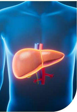 Illustrazione medica tridimensionale di un torso umano reso trasparente in blu, con il fegato in primo piano evidenziato in arancione insieme ai grandi vasi epatici.