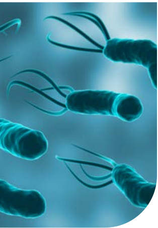 Illustrazione tridimensionale di batteri di Helicobacter pylori a forma di bastoncello ricurvo con ciuffi di flagelli, in tonalità turchese su fondo azzurro