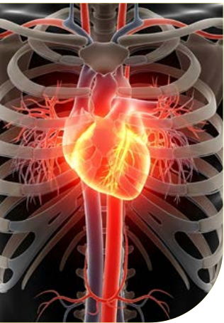 Illustrazione anatomica tridimensionale del torace con il cuore illuminato in rosso e giallo, la gabbia toracica in trasparenza e i grandi vasi arteriosi, tra cui l'aorta, che discendono verso l'addome
