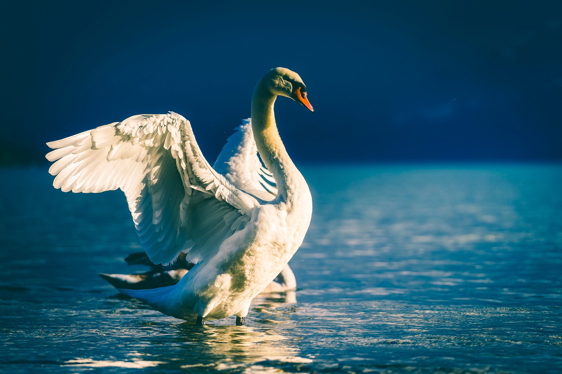 Il canto del cigno - SIMG. Società Italiana di Medicina Generale e delle Cure Primarie